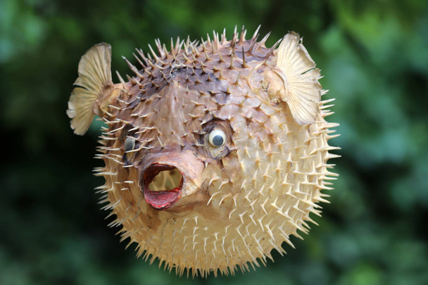 Vista frontal de um peixe-balão ou porco-espinho
 - Foto, Imagem