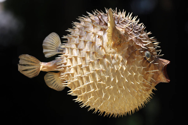 Vista frontal de un pez globo o pez puercoespín
 - Foto, Imagen