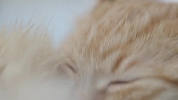 Primer plano de material de archivo de lindo jengibre gato lamiendo su pata. Retrato macro mascota esponjosa
. - Imágenes, Vídeo