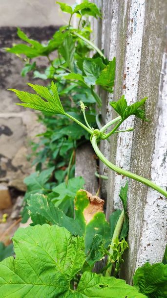 Крупным планом молодые зеленые ростки винограда вьются над старым деревянным забором, избирательный фокус
 - Фото, изображение