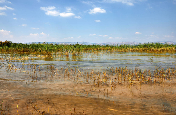 Kinneret Gölü sahil şeridi ile çalılar Temmuz - Fotoğraf, Görsel