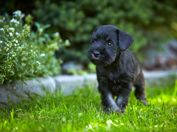 miniature schnauzer puppy - Photo, Image