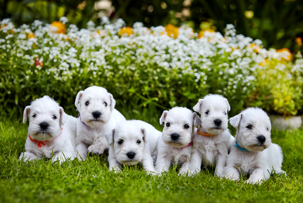 cachorros schnauzer blanco
 - Foto, Imagen