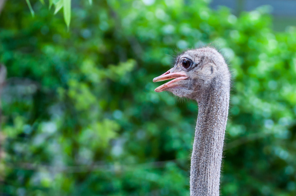 Ostrich head - Photo, image