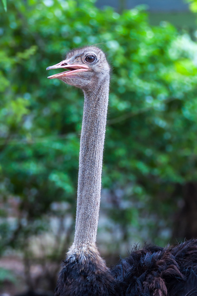 Ostrich head - Zdjęcie, obraz