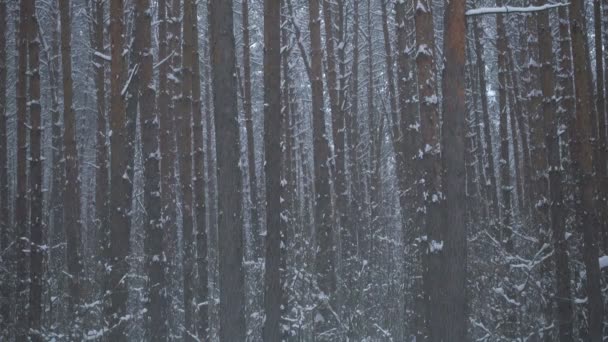 Krásný borový les a padající sníh. - Záběry, video
