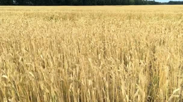 Pšeničné pole. Uši zrací pšenice, žita nebo jiného obilného závodu, které se houpá ve větru na hřišti. Pojem bohaté sklizně nebo zemědělské produkce. Selektivní zaměření. - Záběry, video