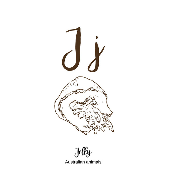 Медузы, от А до Я, алфавитный набросок австралийских животных, рисующих векторную иллюстрацию. Винтажный ручной рисунок с надписью. Готовы к печати. Буква J для медузы. ABC
. - Вектор,изображение