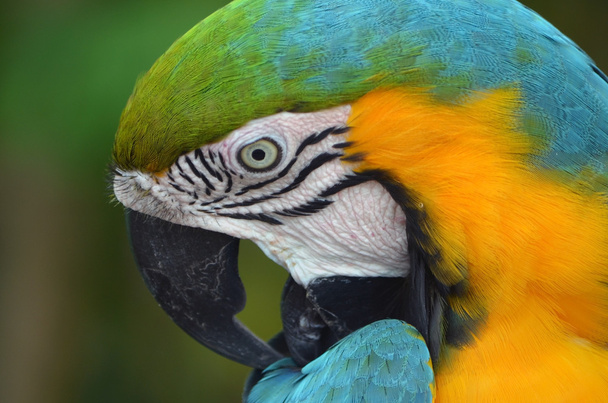Papageienporträt - Foto, Bild