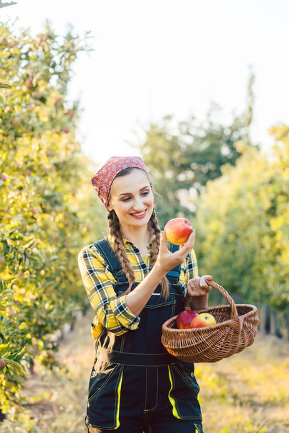 Женщина-фермер собирает яблоки в корзине
 - Фото, изображение
