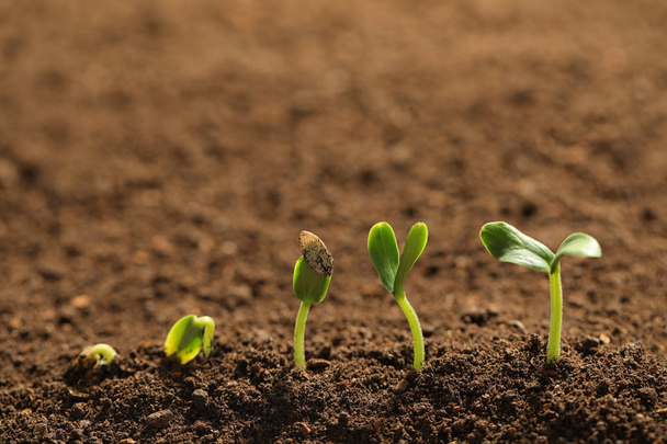 Маленькие зеленые саженцы растут в плодородной почве
 - Фото, изображение