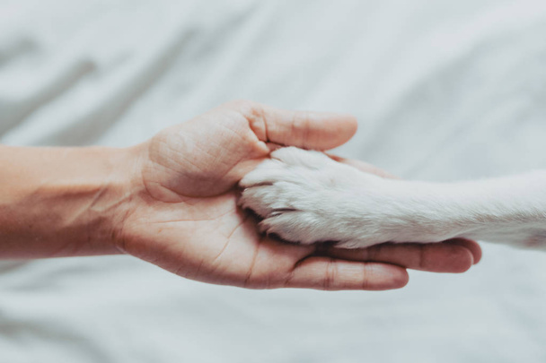 Vrouw hand houdt zachtjes een witte hond poot. Train de hond om de poten te schudden. Home Leisure. Liefdes concept - Foto, afbeelding
