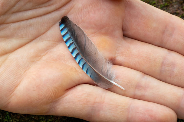 Blue jay feather - symbol of good luck - Photo, Image