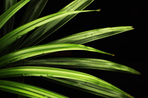 Close Up Of Green Leaf Texture - Foto, Imagem