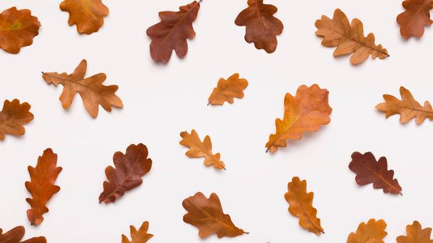 Flat lay of dead acorn brown leaves on white background - Foto, Imagen