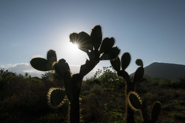 Cactus de pera espinosa gigante, Puerto Egas, Isla Santiago, Islas Galápagos, Ecuador, América del Sur
. - Foto, Imagen
