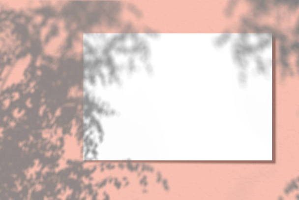Ένα κομμάτι χαρτί σε κοραλλιογενή φόντο. Διάταξη με την επιβολή σκιών φυτών. Το φυσικό φως ρίχνει μια σκιά από πάνω. Η σκηνή ενός εξωτικού φυτού από το παράθυρο. - Φωτογραφία, εικόνα