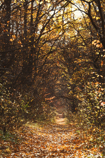 Romantic way in autumn forest with morning sunbeams - Фото, зображення