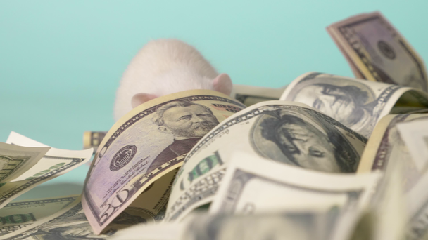 Kleine weiße Ratte machte ein Nest aus Dollars - Filmmaterial, Video