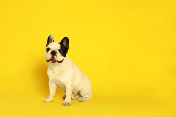 French bulldog on yellow background. Space for text - Zdjęcie, obraz