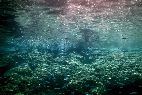 Fischschwärme mit Felsen unter der Wasseroberfläche  - Foto, Bild