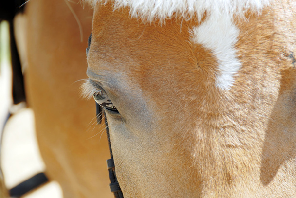Detailní záběr oka koně - Fotografie, Obrázek