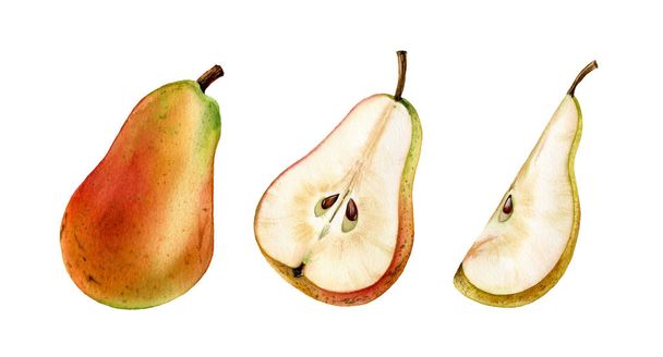 hele halve slice roze pear fruit realistische botanische aquarel illustratie sappige geïsoleerde clipart hand getrokken, verse tropische voedsel exotische oranje geel gouden kleur voor voedsel labelontwerp - Foto, afbeelding