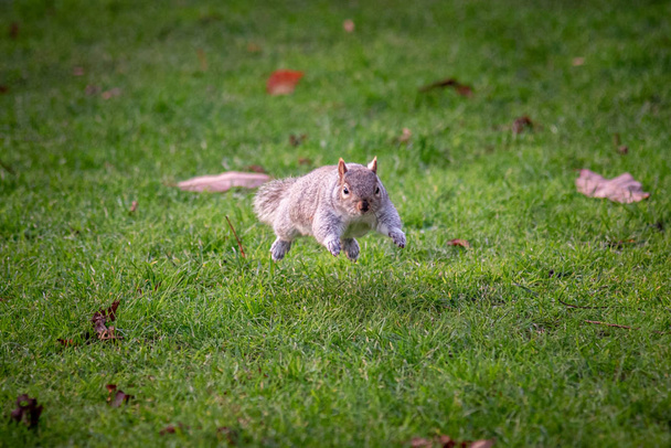Orava käynnissä ja hyppii vihreää ruohoa ja kuivia syksyn lehtiä, ampua otettu oikealla hetkellä, kun eläin näyttää leijuu ilmassa
. - Valokuva, kuva