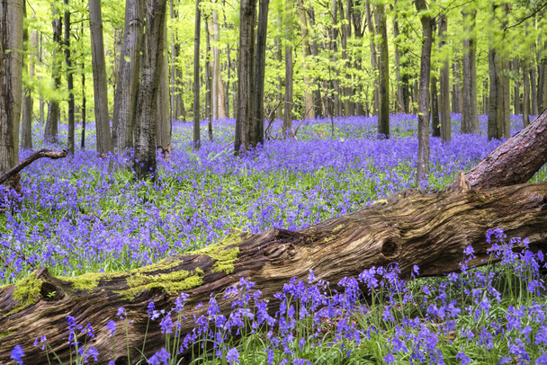 Vibrant bluebell carpet Spring forest landscape - Photo, Image