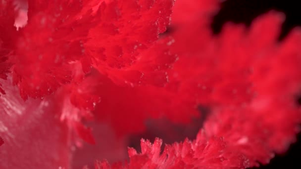In the frame, crystals grown in the laboratory. Red crystals are bright and beautiful, on a black background. abstraction - Footage, Video