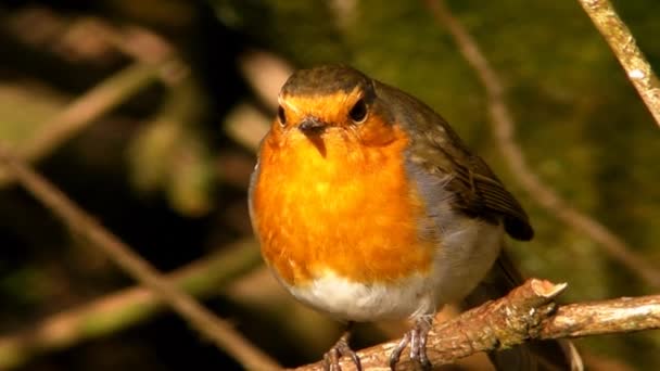 Pequeño lindo loro pájaro naranja minúsculo sentado en rama de árbol verde observando la naturaleza salvaje en excelente vista de cerca
 - Metraje, vídeo
