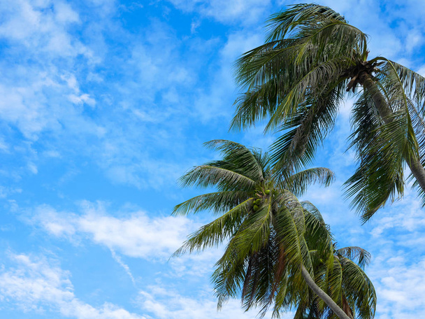 Кокосовые пальмы - Фото, изображение