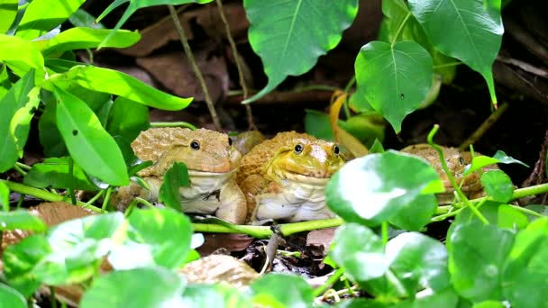 Frogs live away from the sun in shade of trees and are active at night2 - Footage, Video