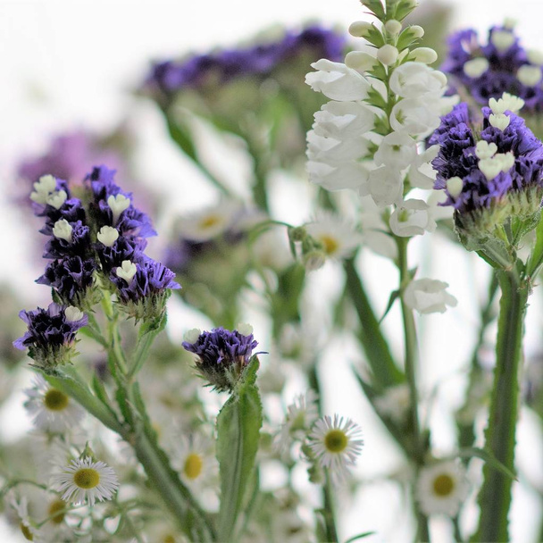 柔らかい花の花束、静止、リアトラス、中国のグラディオラスとカモミール. - 写真・画像