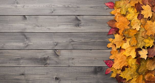Sezónní podzimní zázemí. Rám z barevných javorových listů na šedé textuře. - Fotografie, Obrázek