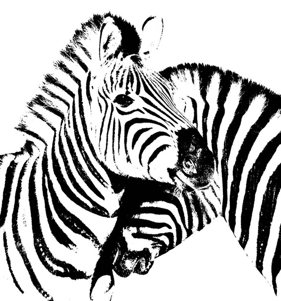 Close up de Zebras em preto e branco
 - Foto, Imagem