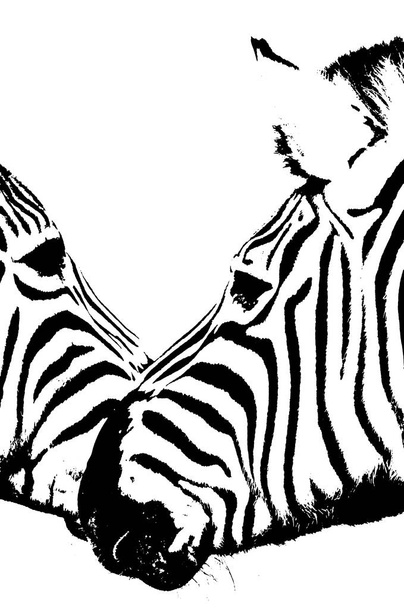 Close up of Zebras in black & white - Foto, Imagen