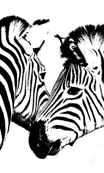 Close up de Zebras em preto e branco
 - Foto, Imagem