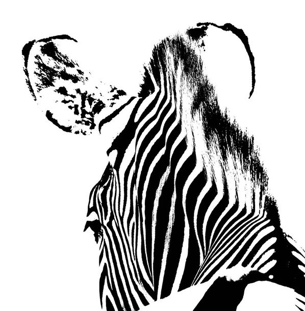Закрыть Зебру в чёрном и белом
 - Фото, изображение