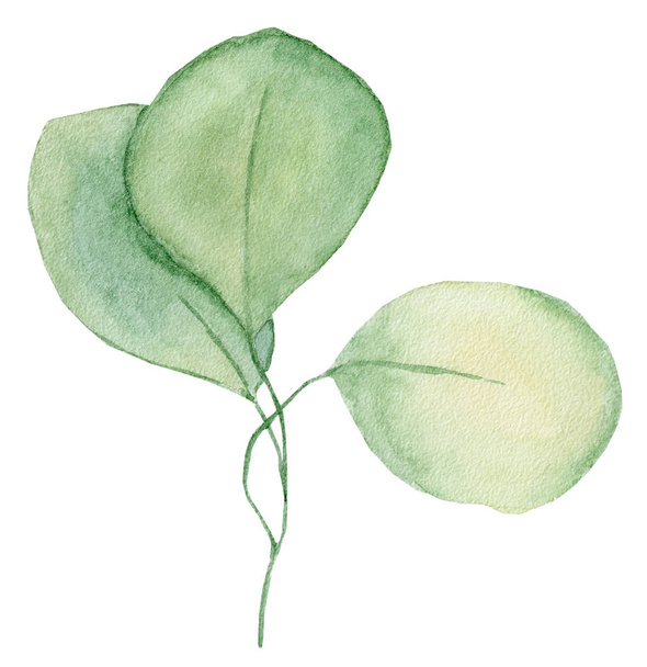 Watercolor eucalyptus leaves illustration isolated on the white background - Photo, Image