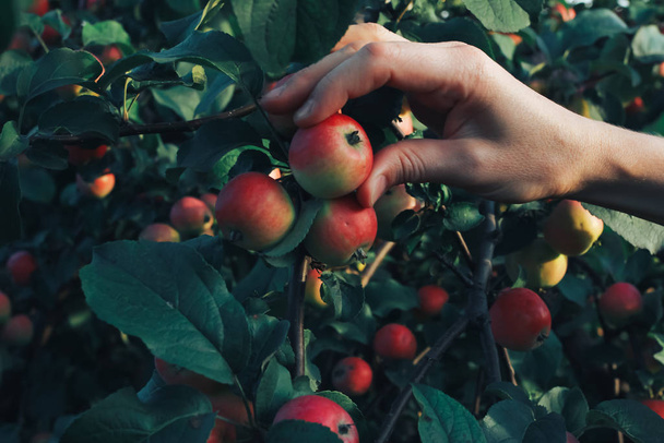 Hand picking apple. Autumn harvesting concept. Fall, September, orchard, apple tree - Photo, Image