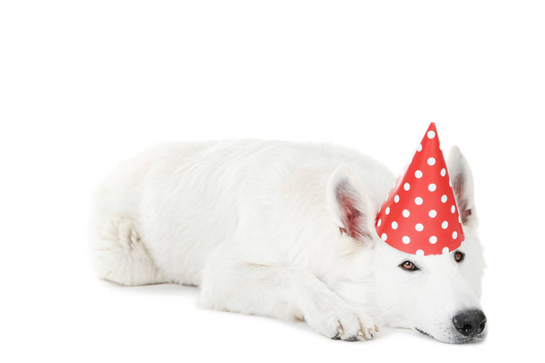 Swiss shepherd dog with birthday cap on white background - Photo, image