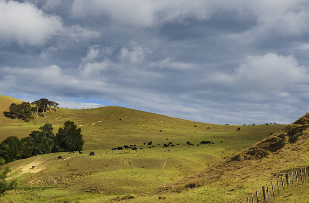 Cows eating grass on the mountains of the north island of New Zealand. Scenery landscape of New Zealand. Cows graze on a green meadow on a sunny summer day. New Zealand nature, holidays, travel  - Φωτογραφία, εικόνα