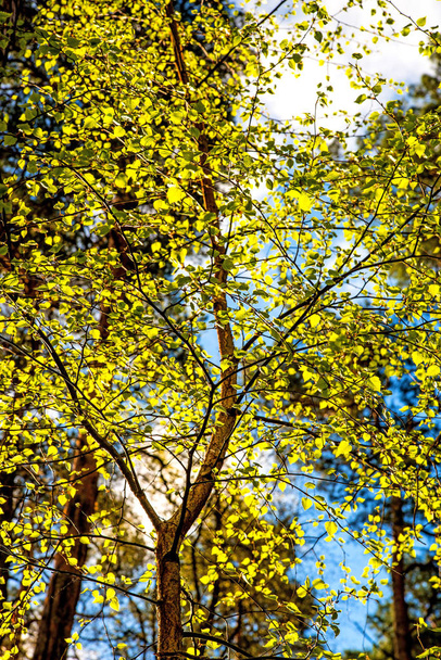 ヨーロッパのホーンビーム、バックライトの春の若い葉 - 写真・画像