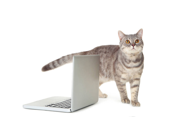 Beautiful cat with laptop computer on white background - Photo, Image