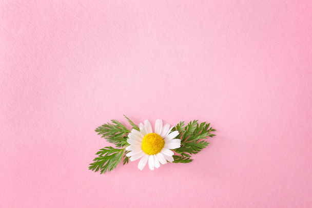 Hermosa flor de manzanilla sobre fondo de color - Foto, Imagen