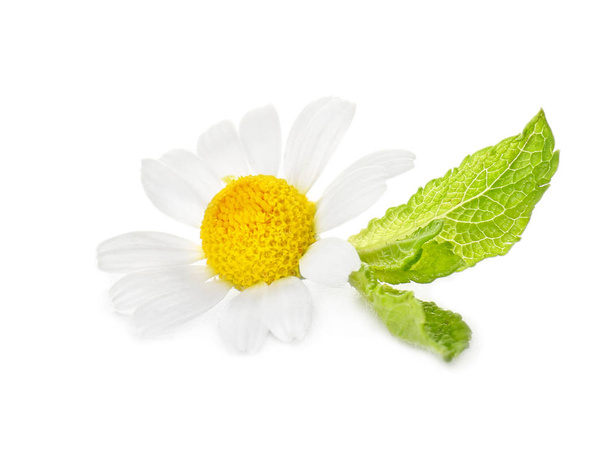 Beautiful chamomile flower on white background - Photo, Image