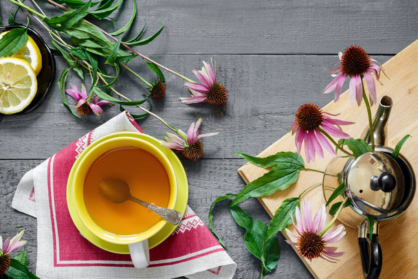 Echinacea is a medicinal herb with immune stimulating effects - Photo, Image