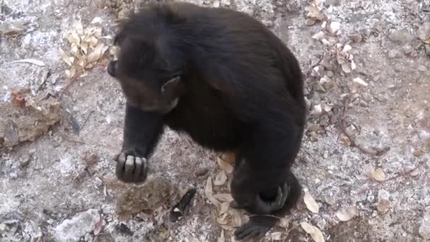 4k. Ultra HD. chimpansee zittend op de grond, in de bergen, naast de rotsen en in een natuurlijke omgeving. Hete habitat. Chimpansee op zoek naar de camera. Natuur, dieren. - Video