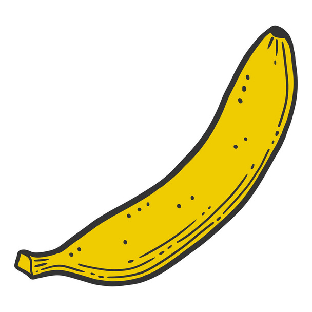 Organic sweet banana. Vector concept in doodle and sketch style. - Vector, Imagen
